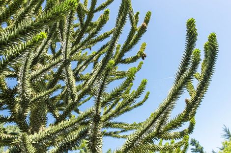 Photo of property in 337 Foothills Road, Okuku, Rangiora, 7473