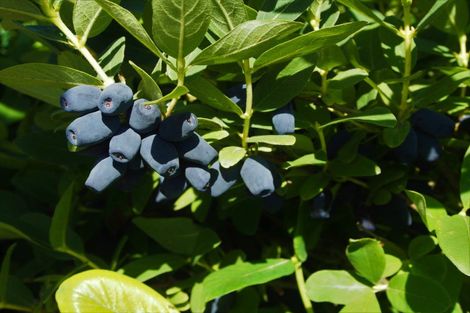 Photo of property in 1686 Waimate Highway, Makikihi, Waimate, 7978