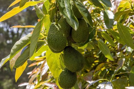 Photo of property in 520 Wright Road, Aongatete, Katikati, 3181