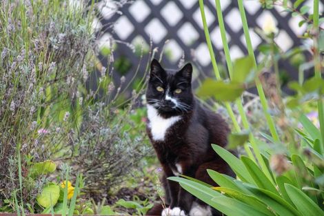 Photo of property in 53 Matai Crescent, Highfield, Timaru, 7910