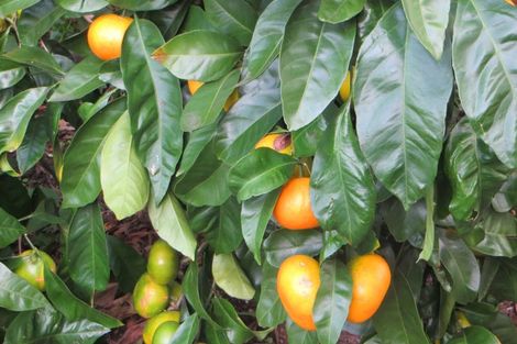 Photo of property in 40 Leafield Crescent, Henderson, Auckland, 0612