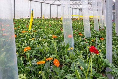 Photo of property in 26 Bristol Road, Whenuapai, Auckland, 0618