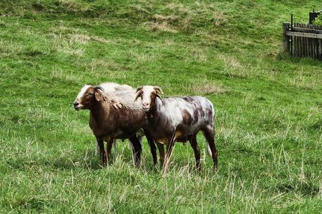 Photo of property in 881 Old Mountain Road, Waitetuna, Raglan, 3295