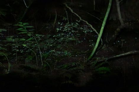 Photo of property in 85 Gradara Avenue, Otorohanga, 3900