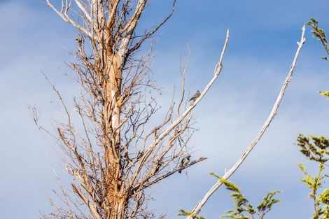 Photo of property in 47 Peregrine Falcon Road, Mount Creighton, Queenstown, 9371