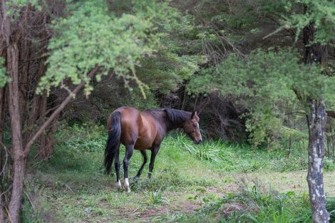 Photo of property in 896a Hikuai Settlement Road, Pauanui, Hikuai, 3579