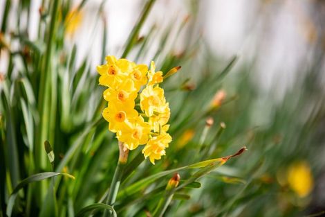 Photo of property in 16 Norman Street, Nawton, Hamilton, 3200