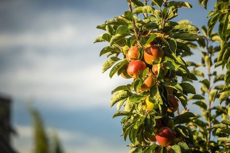 Photo of property in 17 Mcbride Street, Frankton, Queenstown, 9300