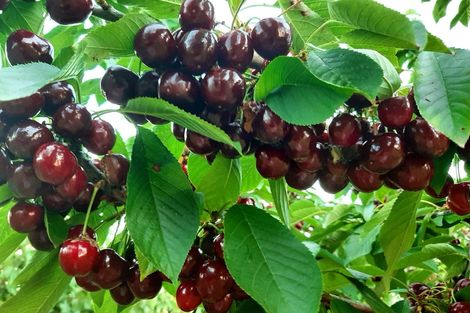 Photo of property in 82 Tollemache Road East, Longlands, Hastings, 4122