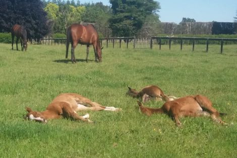 Photo of property in 288 Mystery Creek Road, Ohaupo, 3881