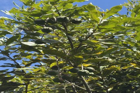 Photo of property in 126 Oneriri Road, Kaiwaka, 0573