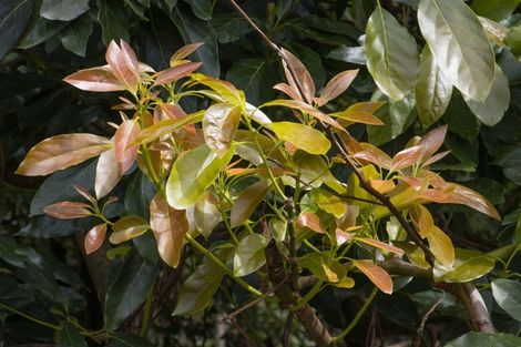 Photo of property in 43 Thompsons Track, Aongatete, Katikati, 3178