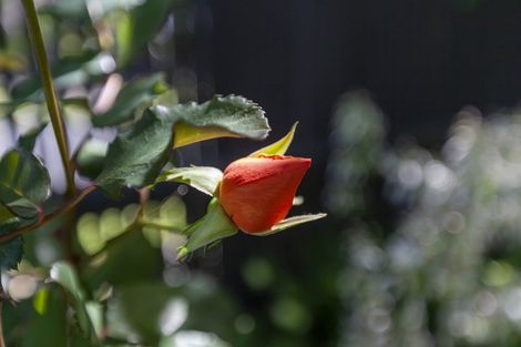 Photo of property in 9-11 Rosebank Grove, Waikanae, 5036