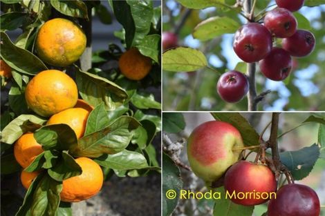 Photo of property in 257 Metcalfe Road, Matakohe, 0593