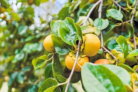 Photo of property in 45 Suester Road, Poroti, Whangarei, 0179