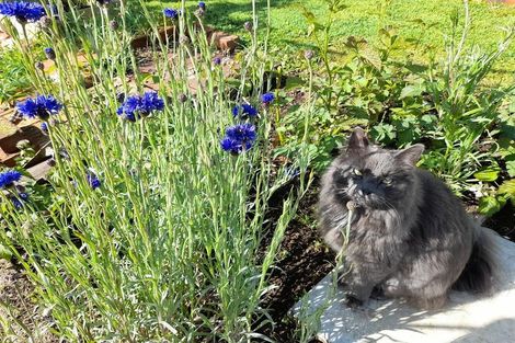 Photo of property in 41 Skibo Street, Kew, Dunedin, 9012