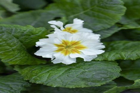 Photo of property in Liffey Village, 36/28 James Street, Lincoln, 7608