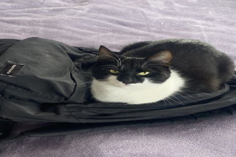 Photo of property in 3 Madras Street, Khandallah, Wellington, 6035