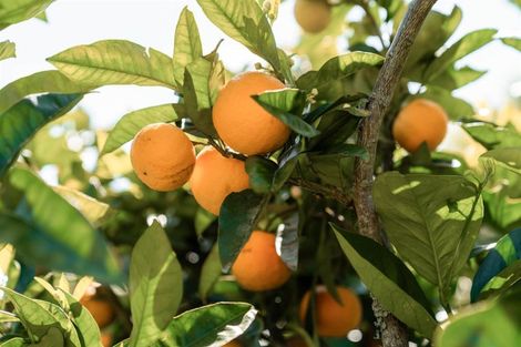 Photo of property in 14 Nga Parae Road, Oropi, Tauranga, 3173