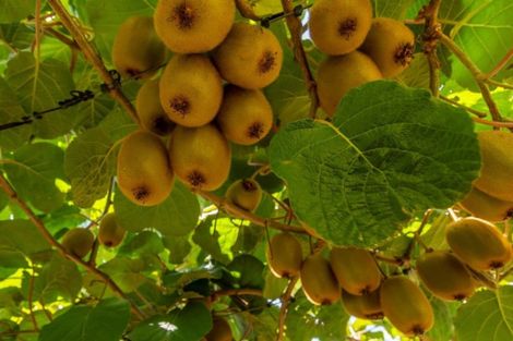 Photo of property in 78 Plummers Point Road, Whakamarama, Tauranga, 3172