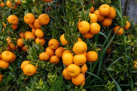 Photo of property in 19 Barnsley Close, Bethlehem, Tauranga, 3110