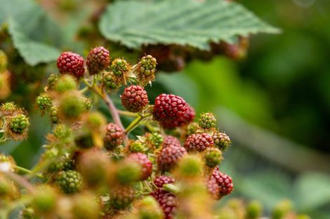 Photo of property in 16 Moana Place, Morrinsville, 3300