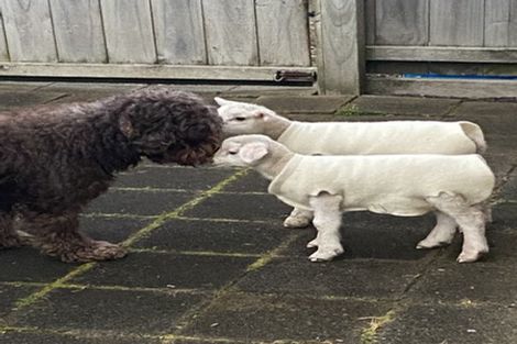 Photo of property in 11b Karioitahi Road, Waiuku, 2123