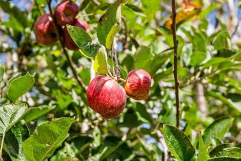 Photo of property in 55 King Street, Kensington, Whangarei, 0112