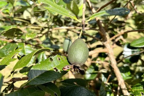 Photo of property in 1244 State Highway 10, Kerikeri, 0293