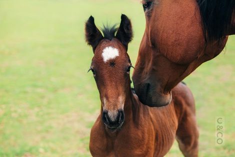 Photo of property in 271 Waitakere Road, Taupaki, Henderson, 0782
