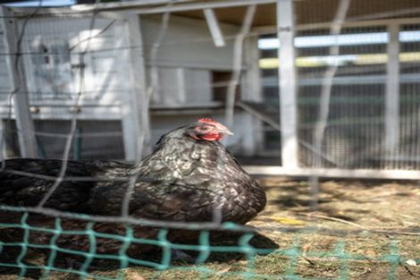 Photo of property in 26 Marshs Road, Templeton, Christchurch, 8042