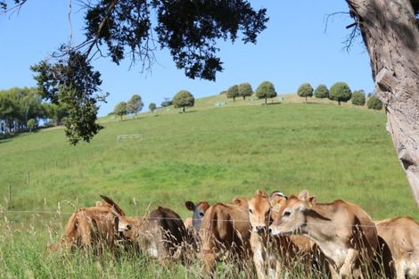 Photo of property in 176 Morrison Road, Arapohue, Dargaville, 0374