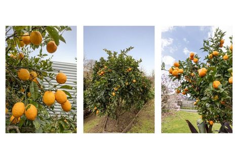 Photo of property in 5 Olive Close, Omokoroa, 3114