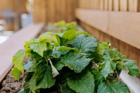 Photo of property in 68 Bert Wall Drive, Omokoroa, 3114