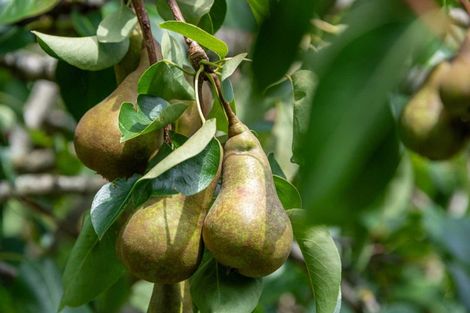 Photo of property in 18 Glengarry Avenue, Manly, Whangaparaoa, 0930