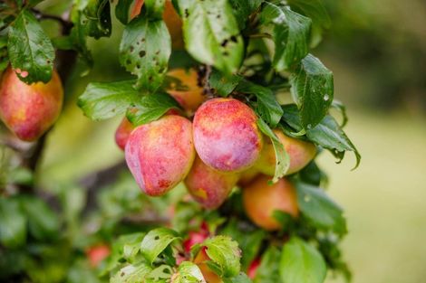 Photo of property in 118 Wiroa Road, Kerikeri, 0293