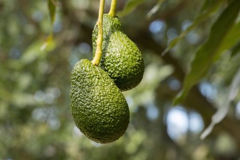 Photo of property in 43 Thompsons Track, Aongatete, Katikati, 3178