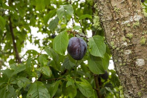 Photo of property in 44 Dowling Grove, Silverstream, Upper Hutt, 5019