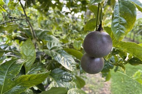 Photo of property in 241 Rea Road, Tahawai, Katikati, 3178