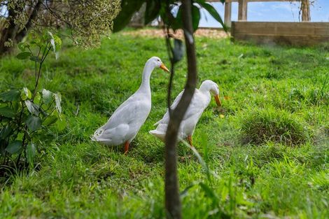 Photo of property in 691 Waitao Road, Waitao, Tauranga, 3175