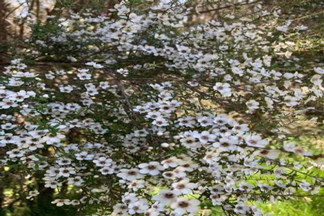 Photo of property in 178 Cowan Road, Hunua, Papakura, 2583