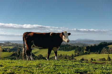 Photo of property in 619a Esdaile Road, Whakamarama, Tauranga, 3180