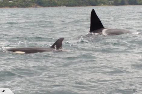 Photo of property in 117 Akerbloms Road, Punga Cove, Marlborough Sounds, 7282