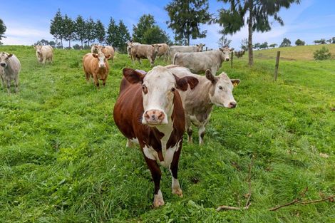 Photo of property in 800 Tuhikaramea Road, Ngahinapouri, Hamilton, 3290