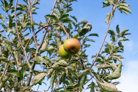 Photo of property in 32 Mccathie Road, Ruakaka, Whangarei, 0171