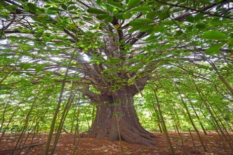 Photo of property in 559 Taurau Valley Road, Muriwai, Manutuke, 4072