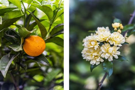 Photo of property in 108 The Grove, Onemana, Whangamata, 3691