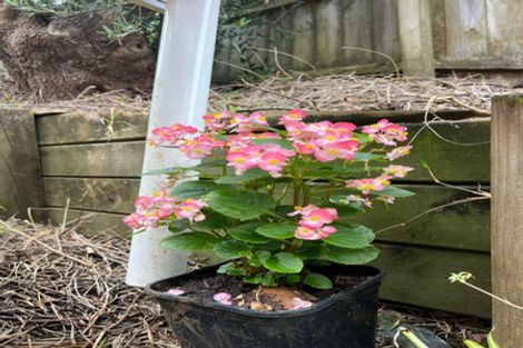 Photo of property in 34 Vinewood Drive, Albany, Auckland, 0632