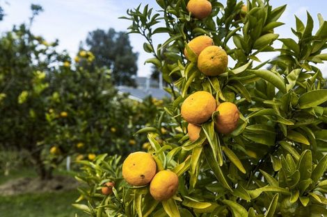 Photo of property in 34 Harris Street, Te Puke, 3119