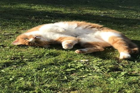 Photo of property in 47 Davidson Crescent, Tawa, Wellington, 5028